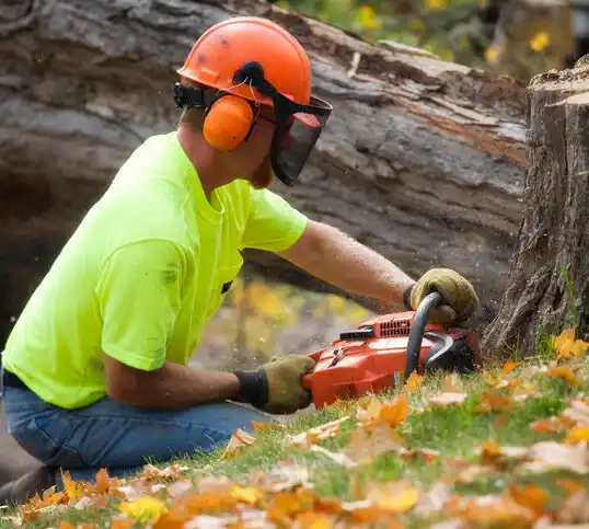 tree services Haughton